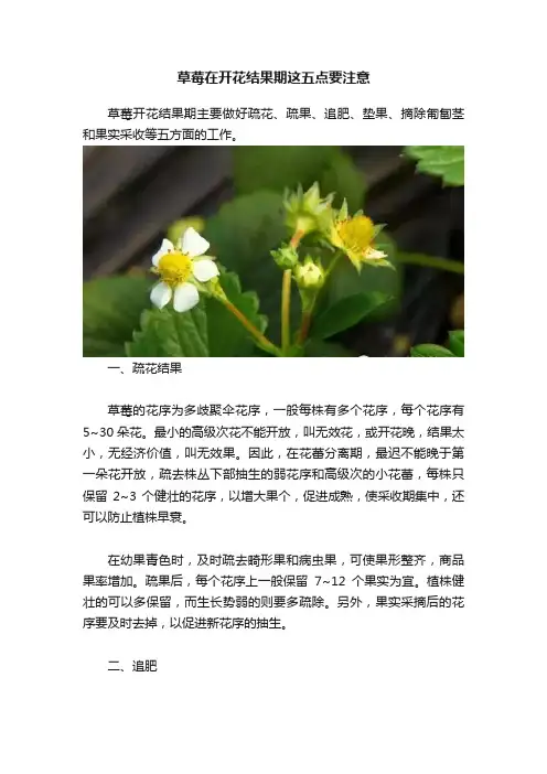 草莓在开花结果期这五点要注意