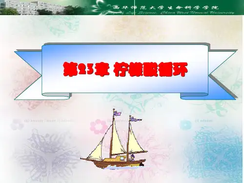 生物化学-第23章- 柠檬酸循环