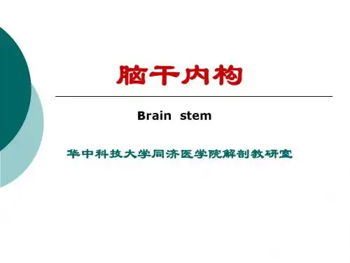 《脑干解剖》ppt课件