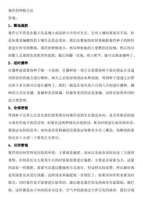 菊苣的种植方法