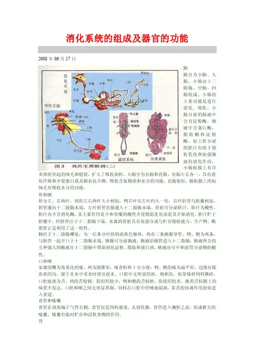 鸡消化系统的组成及器官的功能