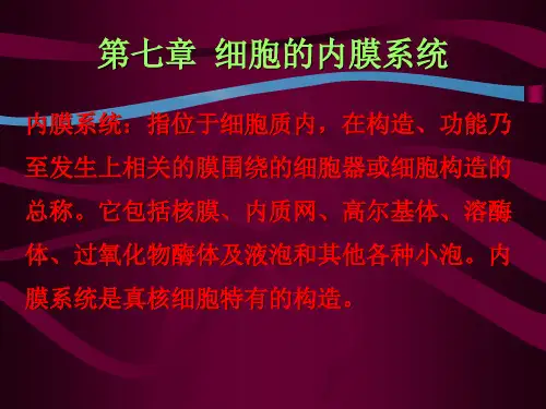 南师大细胞生物学 考研第7章 细胞内膜系统ppt课件