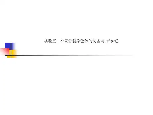 实验五：小鼠骨髓染色体的制备与C带染色