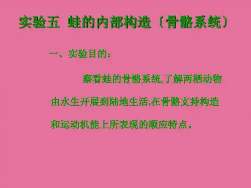 实验五蛙的内部结构-骨骼系统ppt课件