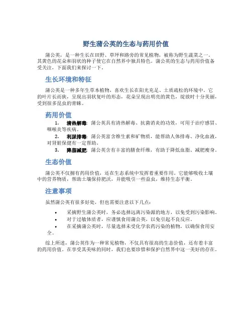 野生蒲公英的