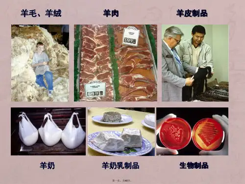 肉羊养殖资料