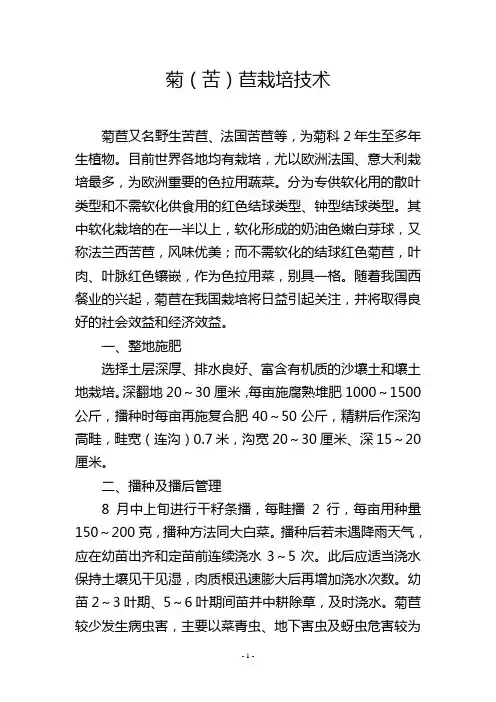 菊(苦)苣栽培技术