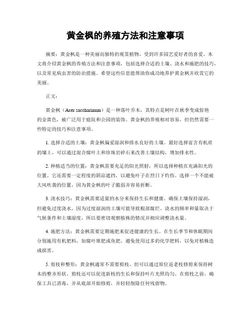 黄金枫的养殖方法和注意事项