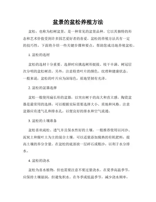 盆景的盆松养殖方法