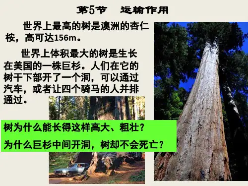 北师大版生物七上5.5《运输作用》授课同步课件(共25张PPT)