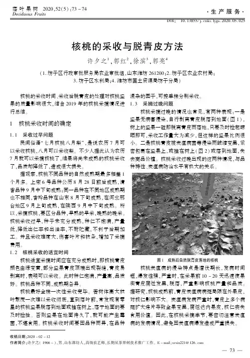 核桃的采收与脱青皮方法