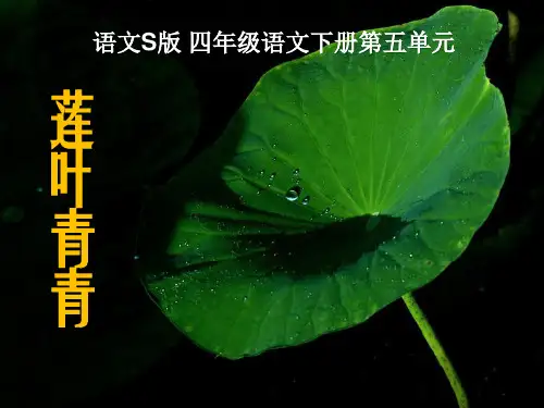 语文S版语文四下《莲叶青青》ppt课件