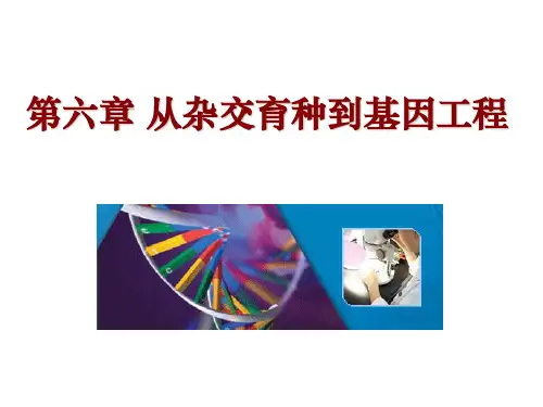 高二生物最新课件-第六章第一节杂交育种和外诱变育种 
