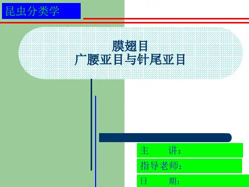 膜翅目昆虫