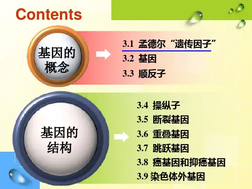 C3第三章基因的概念和结构