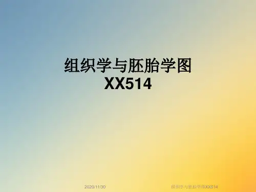 组织学与胚胎学图XX514