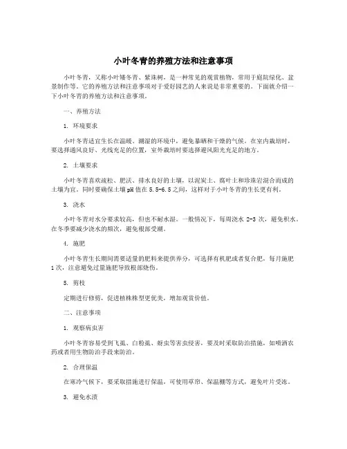 小叶冬青的养殖方法和注意事项