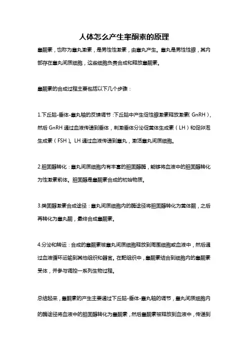 人体怎么产生睾酮素的原理
