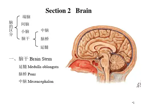 脑干脑桥中脑PPT优秀课件