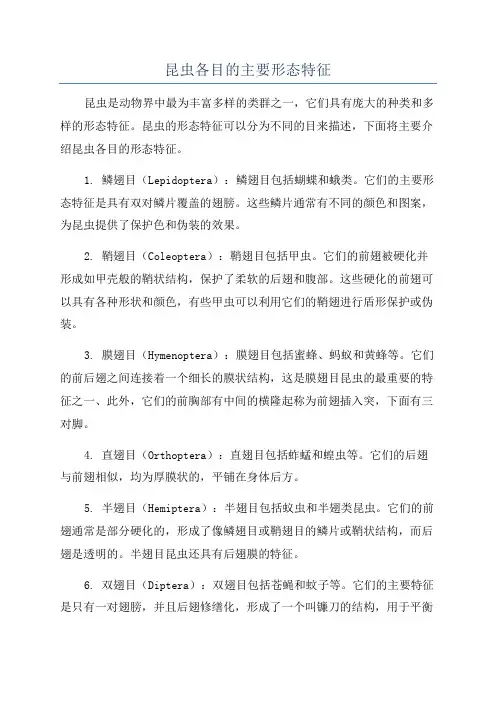 昆虫各目的主要形态特征