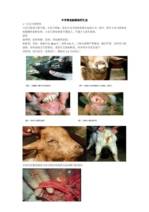 牛羊常见疾病治疗