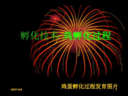 鸡的胚胎发育-文档资料