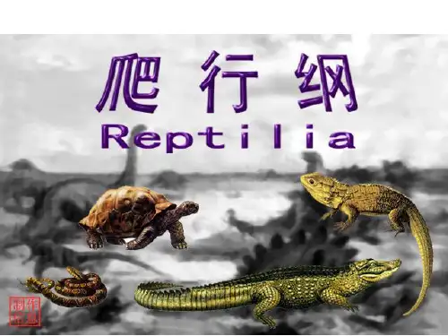 精选第19章爬行纲资料