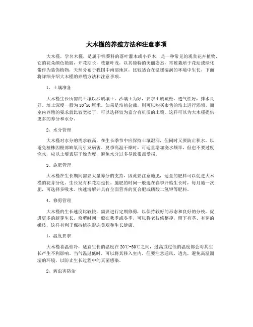 大木槿的养殖方法和注意事项