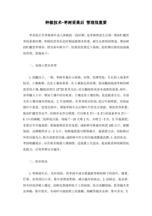 种植技术-枣树采果后 管理很重要