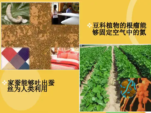 基因工程基本工具完整PPT资料