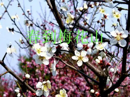 苏教版一年级下册语文《春到梅花山》课件PPT