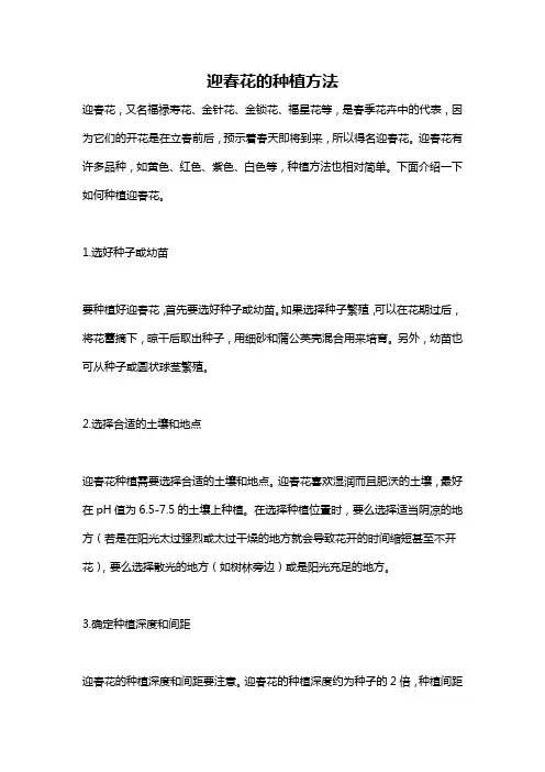 迎春花的种植方法