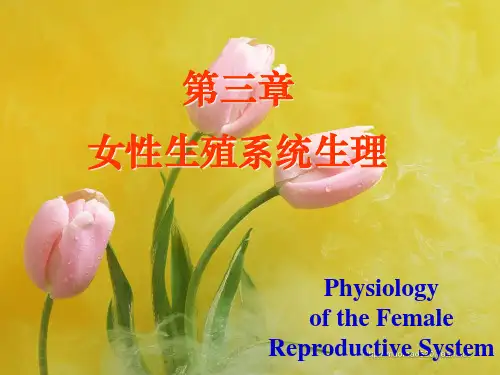 女性生殖生理ppt课件