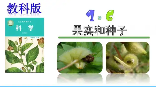 【新教材】教科版四年级下册科学：1.6.果实和种子 ppt课件