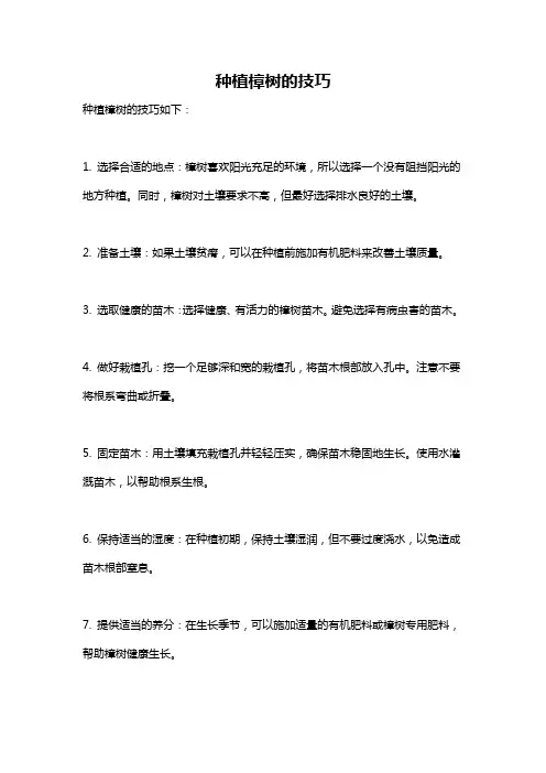 种植樟树的技巧