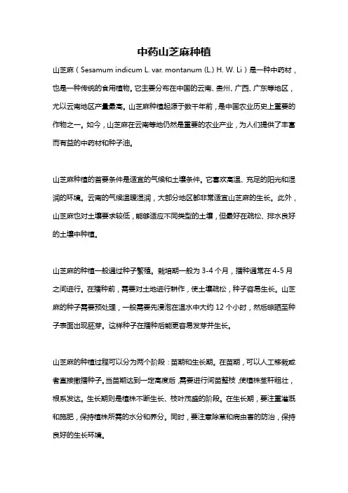 中药山芝麻种植