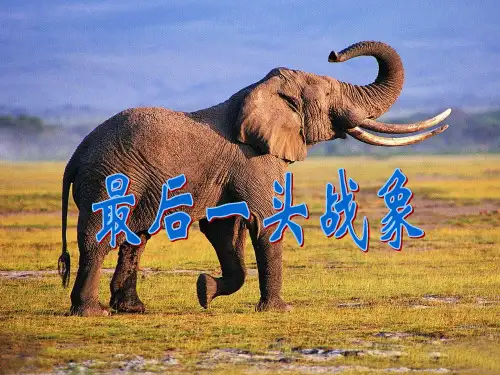最后一头战象精选课件PPT