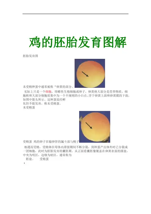 鸡的胚胎发育图解汇总