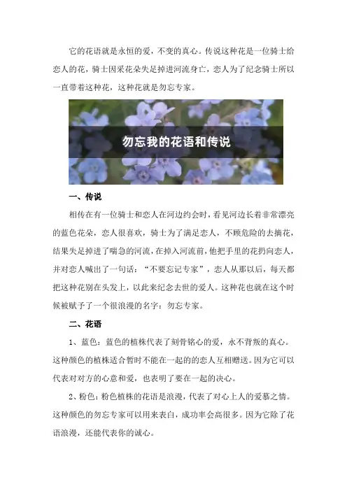 勿忘我的花语和传说