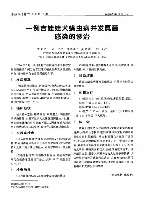 一例吉娃娃犬螨虫病并发真菌感染的诊治