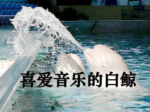 2.2 喜爱音乐的白鲸2