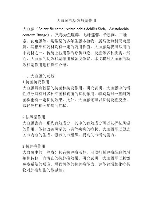 大血藤的功效与副作用
