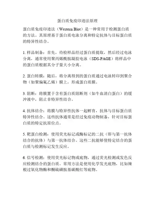 蛋白质免疫印迹法原理