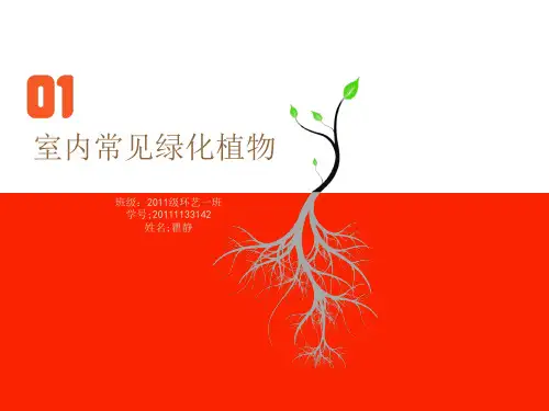 室内常见绿化植物PPT课件
