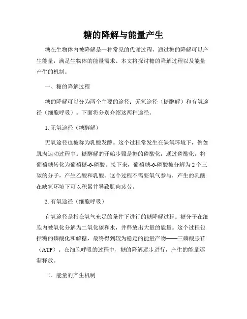 糖的降解与能量产生