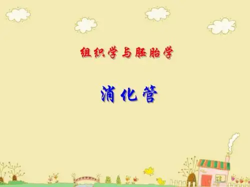 组织胚胎学：消化管