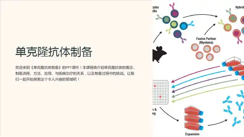 《单克隆抗体制备》课件