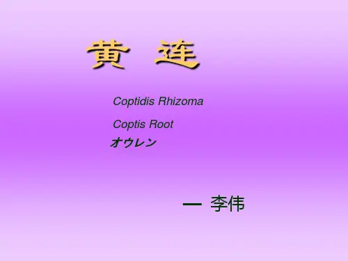 黄连