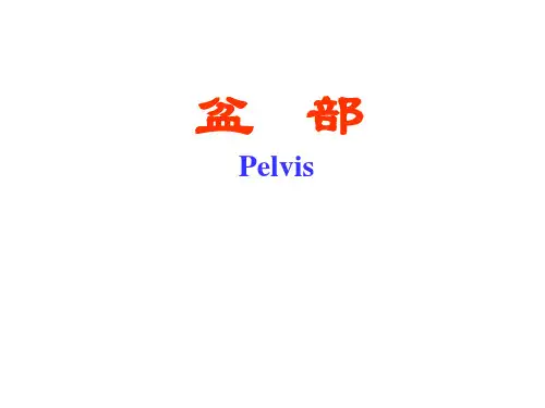 局部解剖学：8-盆部