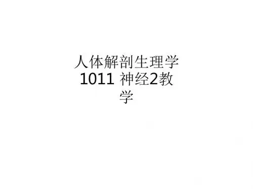 人体解剖生理学1011 神经2ppt课件